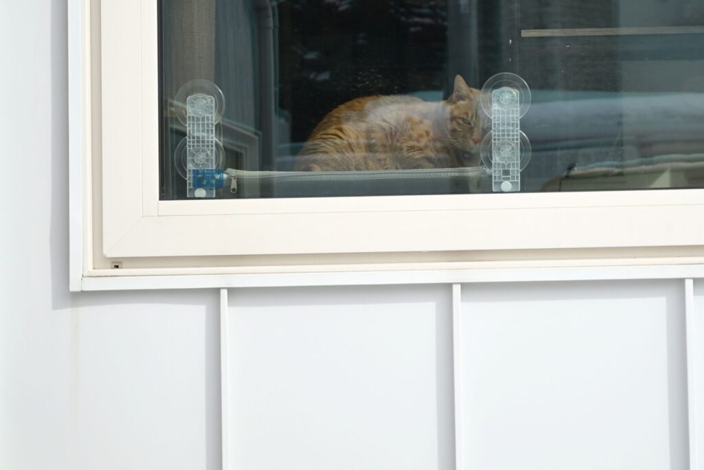 宮の森「森々」窓際に猫